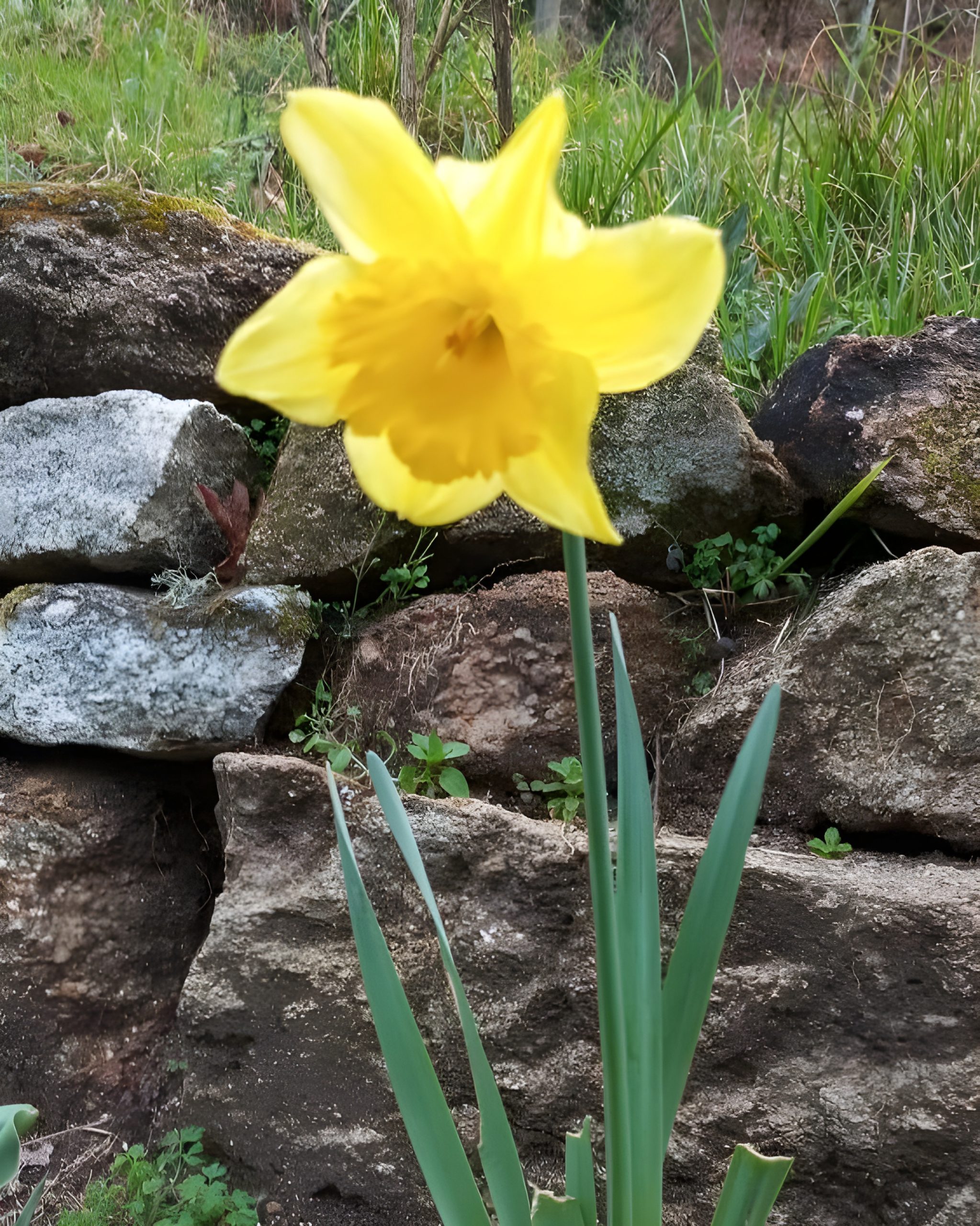 Los narcisos que quizá no vuelvan