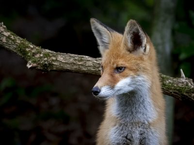 El rastro de la ausencia