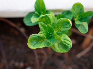 La semana en Zenda, en 10 tuits