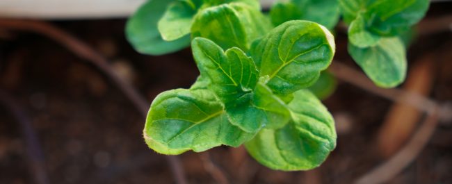 La semana en Zenda, en 10 tuits