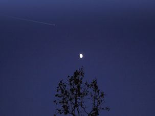 El amor por las flores