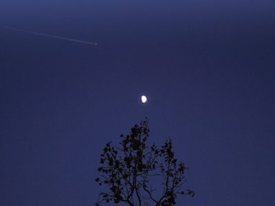 El amor por las flores