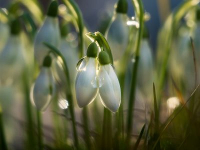 La semana en Zenda, en 10 tuits