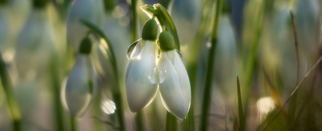 La semana en Zenda, en 10 tuits