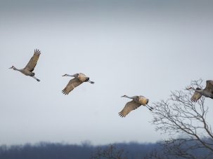 El regreso de las grullas