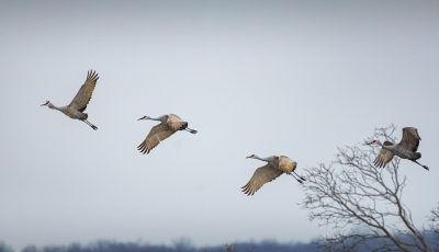 El regreso de las grullas