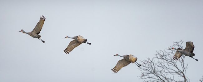El regreso de las grullas