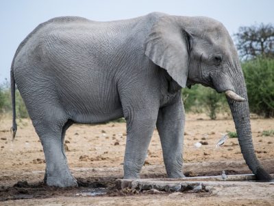 Tusko y la confianza