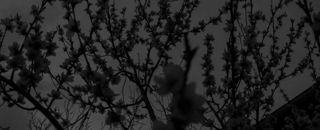 La semana en Zenda, en 10 tuits