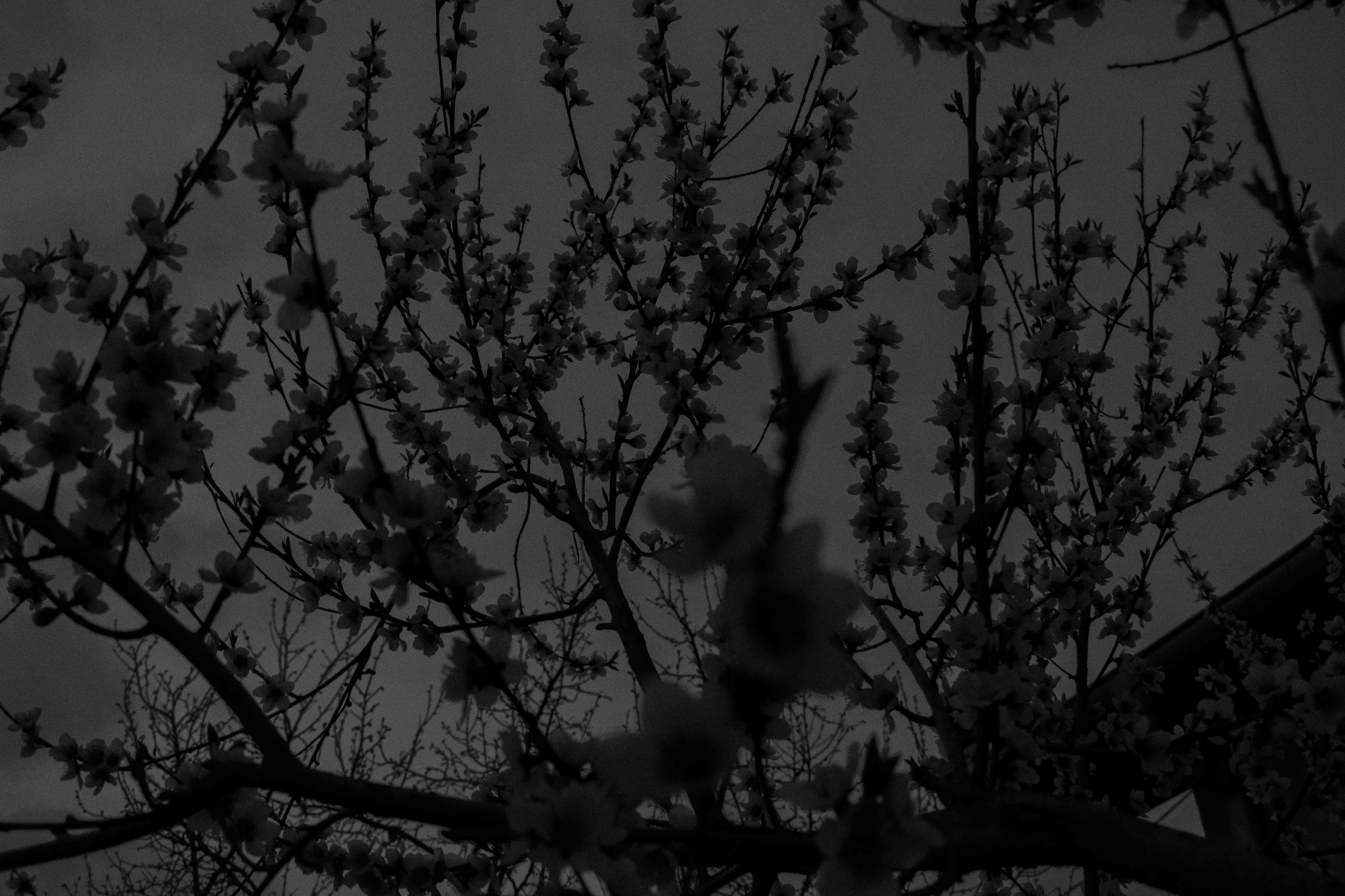 La semana en Zenda, en 10 tuits