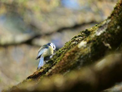 La semana en Zenda, en 10 tuits