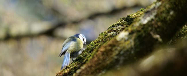 La semana en Zenda, en 10 tuits