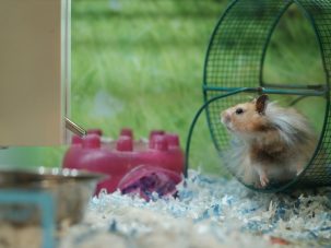 En la rueda del hámster