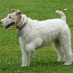 Milú, la fox terrier eterna