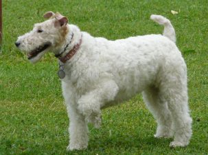 Milú, la fox terrier eterna