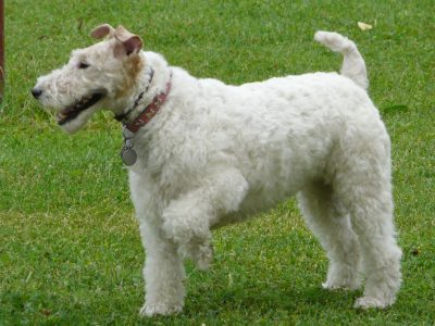 Milú, la fox terrier eterna