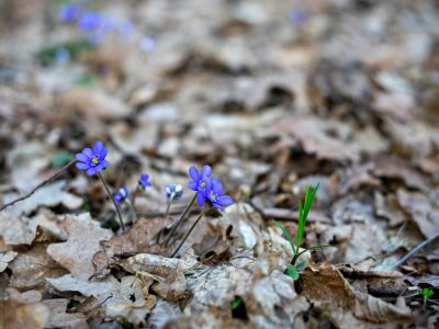 La semana en Zenda, en 10 tuits