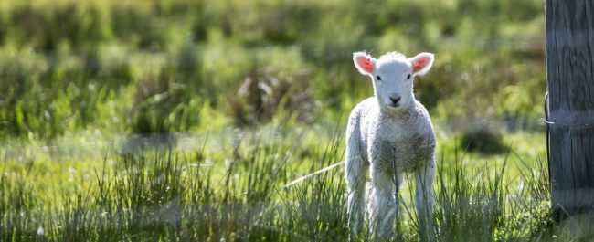 La semana en Zenda, en 10 tuits