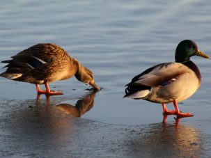 La semana en Zenda, en 10 tuits