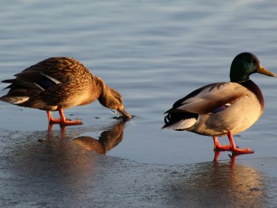 La semana en Zenda, en 10 tuits