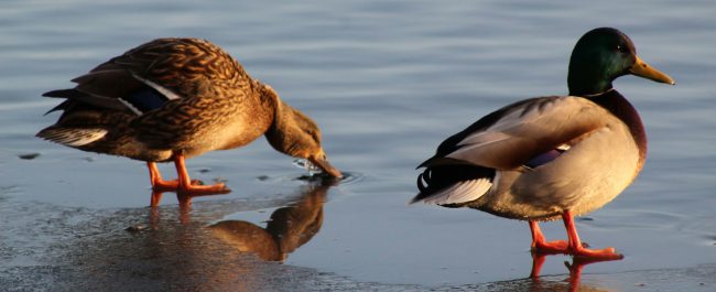 La semana en Zenda, en 10 tuits
