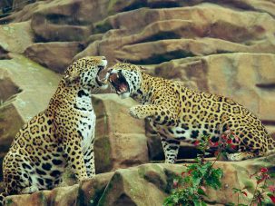 Luchar por lo que uno quiere