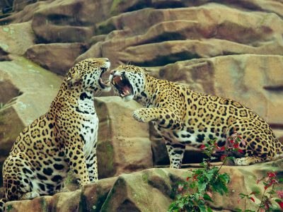 Luchar por lo que uno quiere