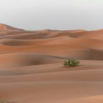 En el desierto, de Enrique Álvarez