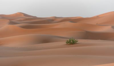 En el desierto, de Enrique Álvarez