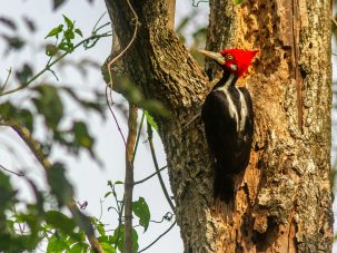 El pájaro carpintero