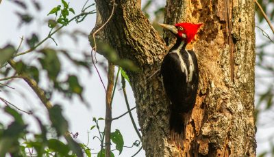 El pájaro carpintero