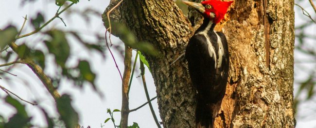 El pájaro carpintero