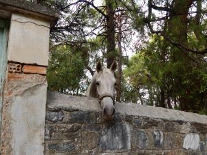 Georgina, las ovejas y el rocín que llamaba a la puerta