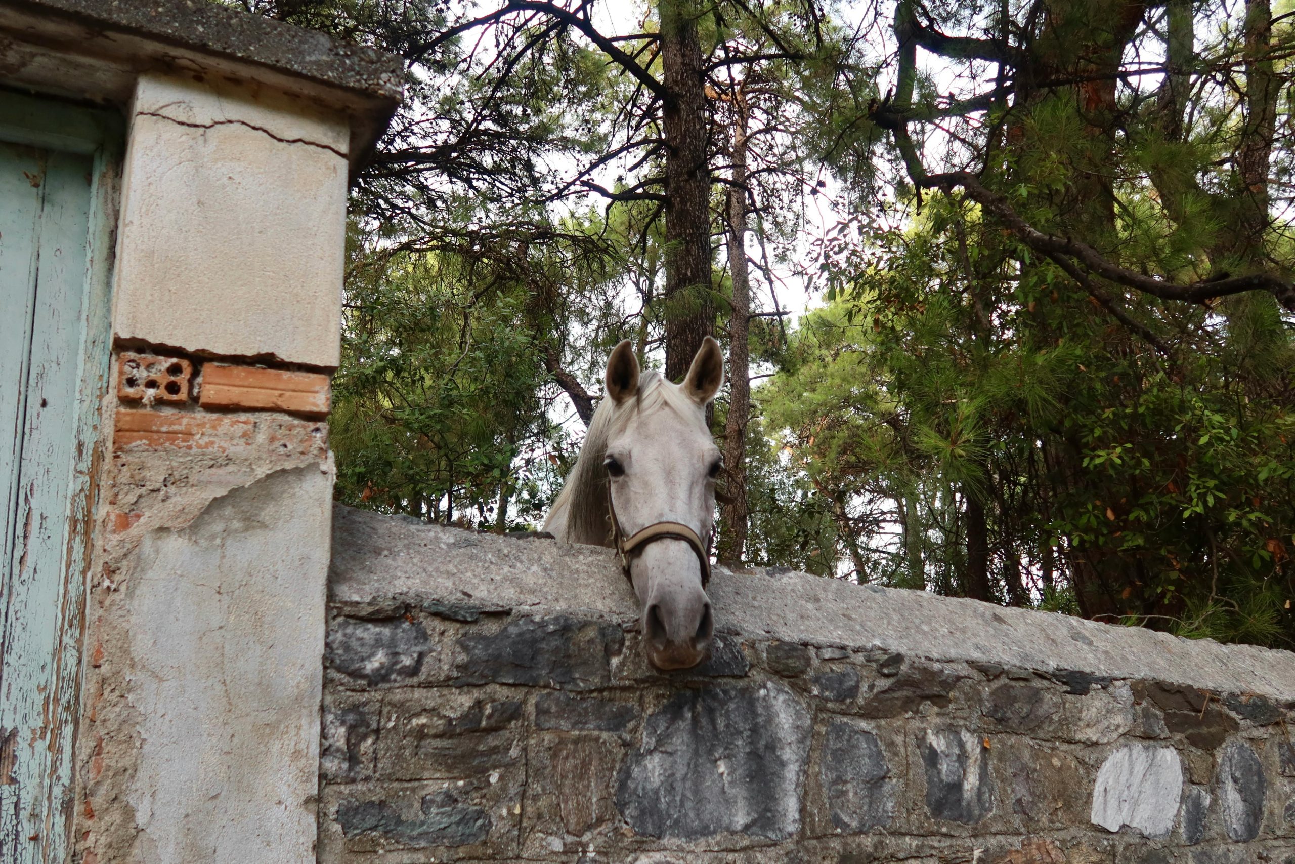 Georgina, las ovejas y el rocín que llamaba a la puerta
