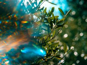 La semana en Zenda, en 10 tuits