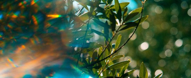 La semana en Zenda, en 10 tuits