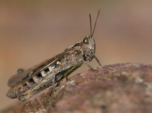 El saltamontes