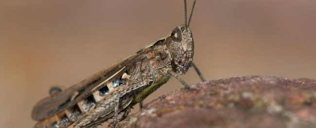 El saltamontes