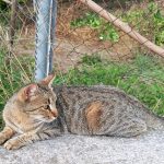 Los Pelletier de Lemaitre, según el gato Joseph