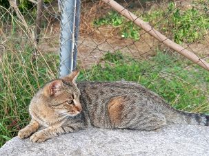 Los Pelletier de Lemaitre, según el gato Joseph