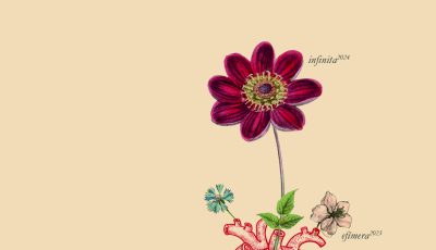 5 poemas de Seré yo el marido más bello, de Irene Mañero