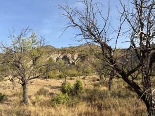 Los Ceñajos