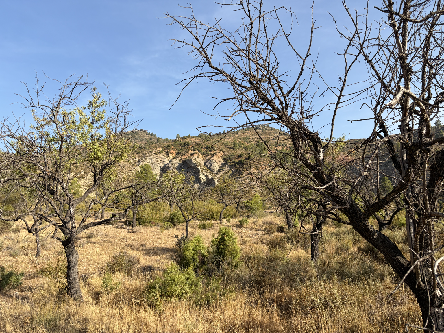 Los Ceñajos