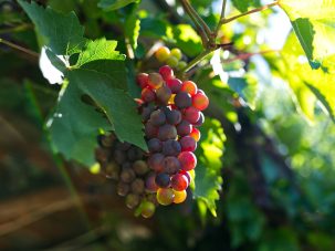 Las uvas
