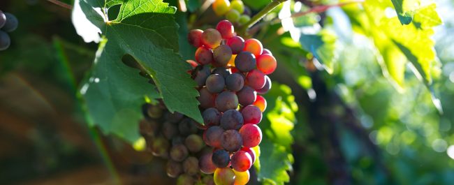 Las uvas