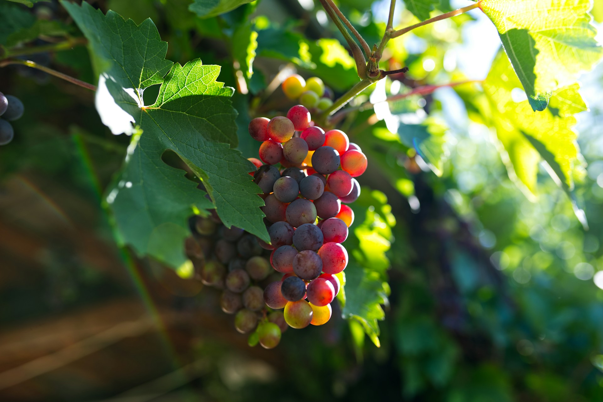 Las uvas
