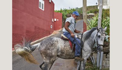 Un caballo blanco con un fisquito pintorriadito namás apenas