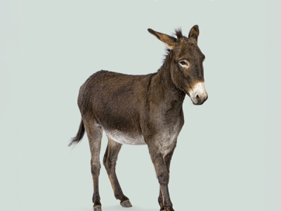 Platero y tú