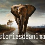 Selección de Historias de animales