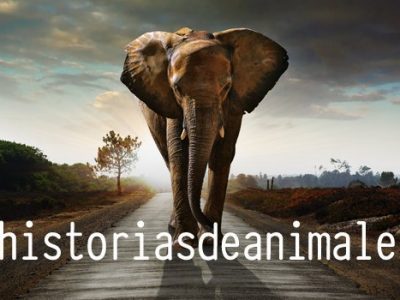 Selección de Historias de animales